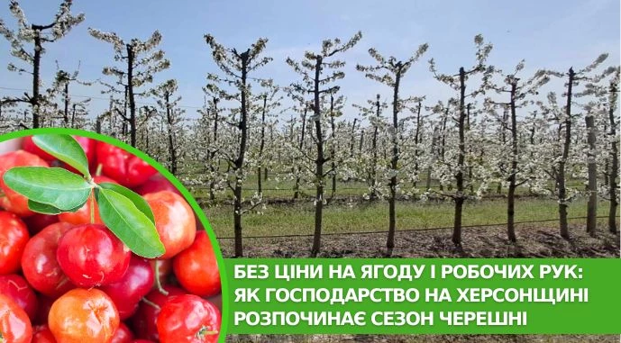 Без ціни на ягоду і робочих рук: як господарство на Херсонщині розпочинає сезон черешні